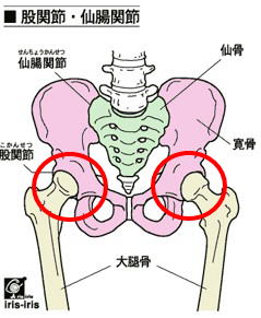 股関節.jpgのサムネイル画像