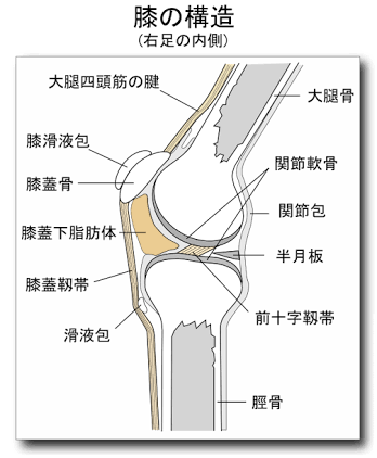 hiza IMG_4253.PNG